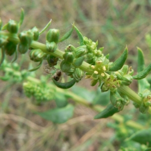 Photographie n°20983 du taxon Beta vulgaris subsp. maritima (L.) Arcang. [1882]