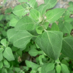 Photographie n°20984 du taxon Chenopodium vulvaria L. [1753]