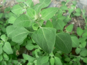 Mathieu MENAND, le 16 juin 2008 (Trébons-de-Luchon)