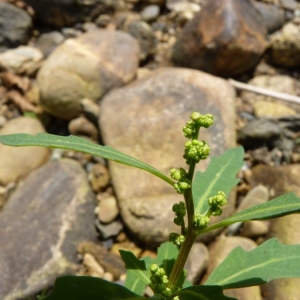 Photographie n°20986 du taxon Chenopodium glaucum L. [1753]