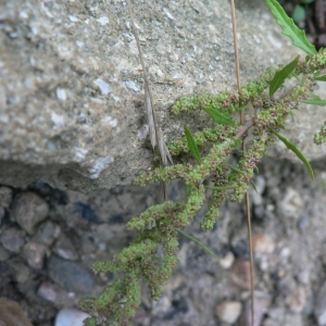 Photographie n°20996 du taxon Chenopodium ambrosioides L. [1753]