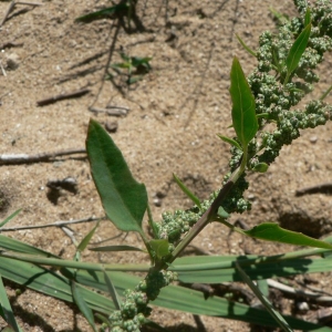 Photographie n°20999 du taxon Chenopodium album L. [1753]