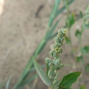 Photographie n°21000 du taxon Chenopodium album L. [1753]