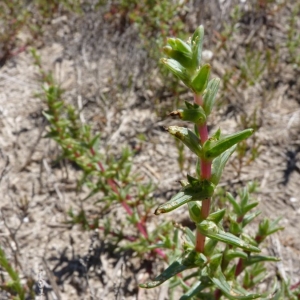 Photographie n°21002 du taxon Salsola soda L. [1753]