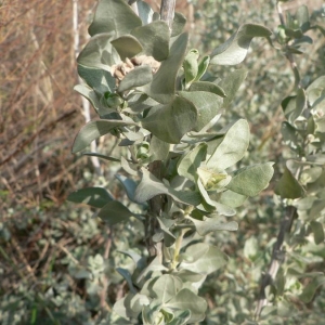 Photographie n°21004 du taxon Atriplex halimus L. [1753]