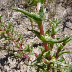 Photographie n°21006 du taxon Salsola soda L. [1753]