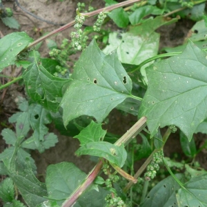 Photographie n°21008 du taxon Chenopodium hybridum L. [1753]