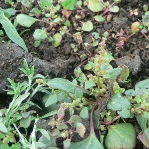 Photographie n°21015 du taxon Chenopodium chenopodioides (L.) Aellen [1933]