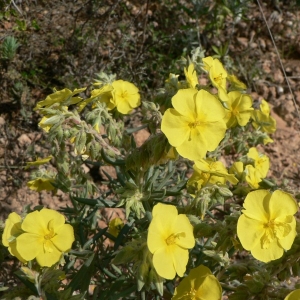 Photographie n°21021 du taxon Helianthemum syriacum (Jacq.) Dum.Cours. [1802]