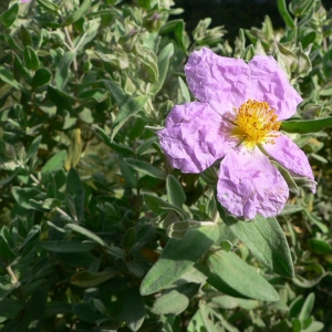 Photographie n°21022 du taxon Cistus albidus L. [1753]