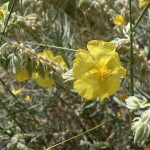 Helianthemum syriacum (Jacq.) Dum.Cours. (Hélianthème à feuilles de lavande)