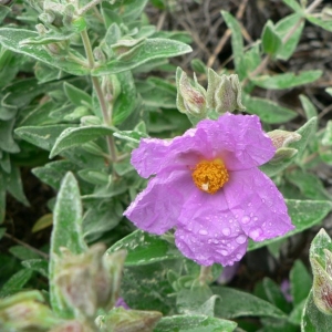 Photographie n°21027 du taxon Cistus albidus L. [1753]