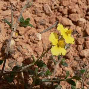 Helianthemum marifolium var. niveum Willk. (Hélianthème à feuilles de marum)