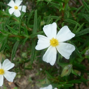 Photographie n°21030 du taxon Cistus monspeliensis L. [1753]