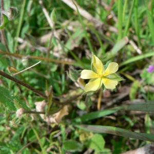 Photographie n°21033 du taxon Helianthemum salicifolium (L.) Mill. [1768]