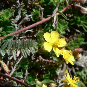 Helianthemum oelandicum subsp. piloselloides (Lapeyr.) Greuter & Burdet (Hélianthème fausse piloselle)