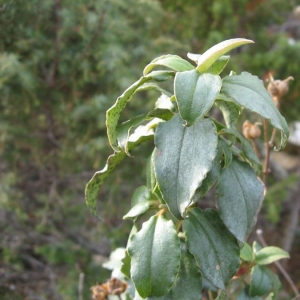 Photographie n°21040 du taxon Cistus laurifolius L. [1753]