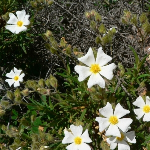 Photographie n°21046 du taxon Cistus monspeliensis L. [1753]