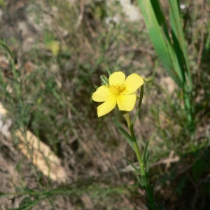 Fumana procumbens (Dunal) Gren. & Godr. (Fumana à tiges retombantes)