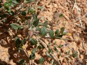 Mathieu MENAND, le  3 mai 2009 (Espagne)