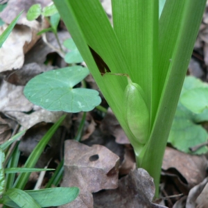 Photographie n°21066 du taxon Colchicum autumnale L. [1753]