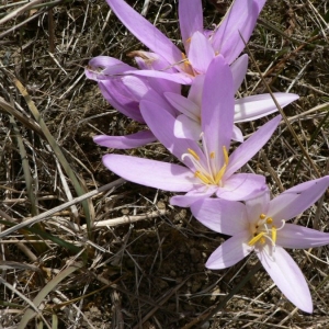 Photographie n°21068 du taxon Colchicum autumnale L. [1753]