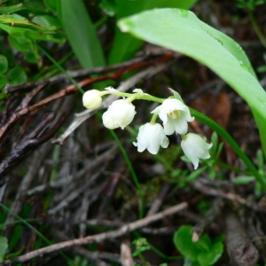 Photographie n°21069 du taxon Convallaria majalis L.