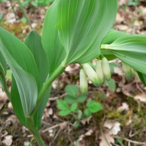 Photographie n°21072 du taxon Polygonatum odoratum (Mill.) Druce [1906]