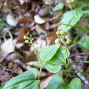 Photographie n°21073 du taxon Maianthemum bifolium (L.) F.W.Schmidt