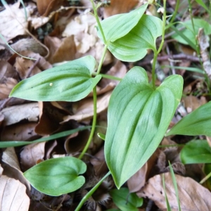 Photographie n°21074 du taxon Maianthemum bifolium (L.) F.W.Schmidt