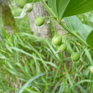 Photographie n°21075 du taxon Polygonatum odoratum (Mill.) Druce