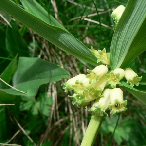 Photographie n°21078 du taxon Polygonatum verticillatum (L.) All.