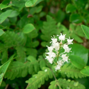 Photographie n°21079 du taxon Maianthemum bifolium (L.) F.W.Schmidt
