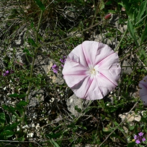 Photographie n°21081 du taxon Convolvulus cantabrica L. [1753]