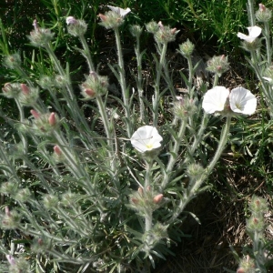 Photographie n°21086 du taxon Convolvulus cantabrica L. [1753]