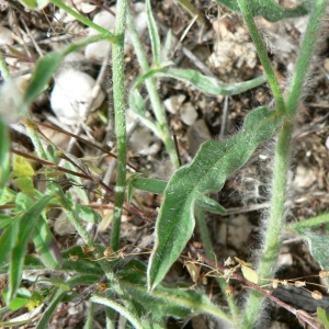 Photographie n°21091 du taxon Convolvulus cantabrica L. [1753]