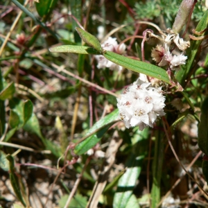 Photographie n°21094 du taxon Cuscuta epithymum (L.) L. [1774]