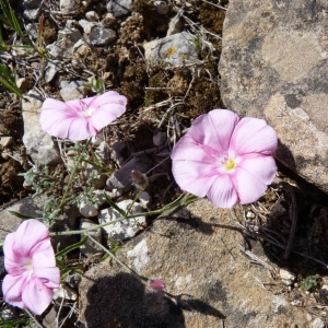 Photographie n°21095 du taxon Convolvulus arvensis L. [1753]