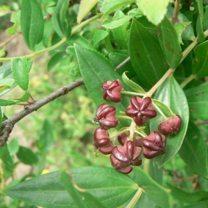 Photographie n°21102 du taxon Coriaria myrtifolia L. [1753]