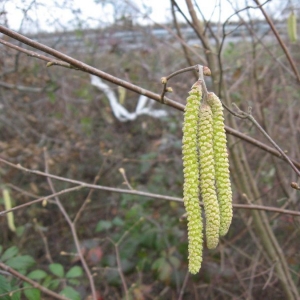 Photographie n°21111 du taxon Corylus avellana L.