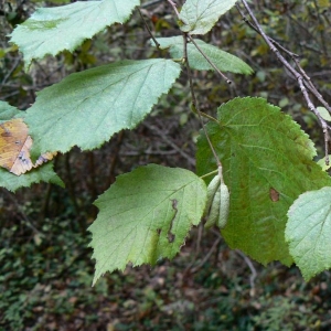 Photographie n°21113 du taxon Corylus avellana L.