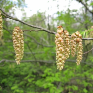 Photographie n°21114 du taxon Carpinus betulus L.