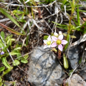 Photographie n°21117 du taxon Sedum villosum L.