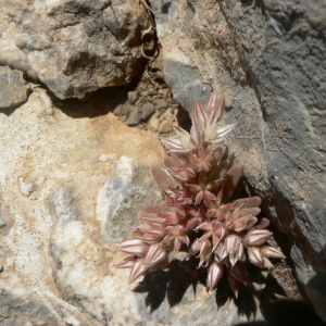 Photographie n°21118 du taxon Sedum rubens L. [1753]