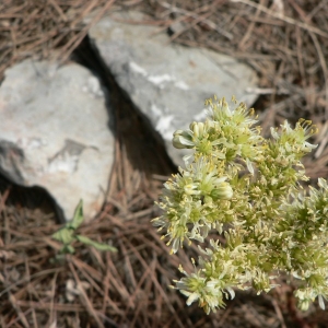 Photographie n°21119 du taxon Sedum sediforme (Jacq.) Pau [1909]