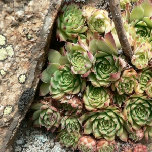 Photographie n°21124 du taxon Sempervivum tectorum subsp. arvernense (Lecoq & Lamotte) Rouy & E.G.Camus [1901]