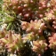  Mathieu MENAND - Sedum caespitosum (Cav.) DC. [1828]