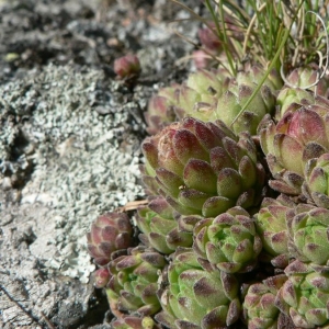 Photographie n°21128 du taxon Sempervivum montanum L. [1753]