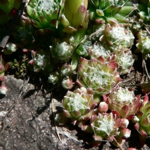 Photographie n°21130 du taxon Sempervivum arachnoideum L. [1753]