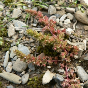 Photographie n°21133 du taxon Crassula tillaea Lest.-Garl. [1903]